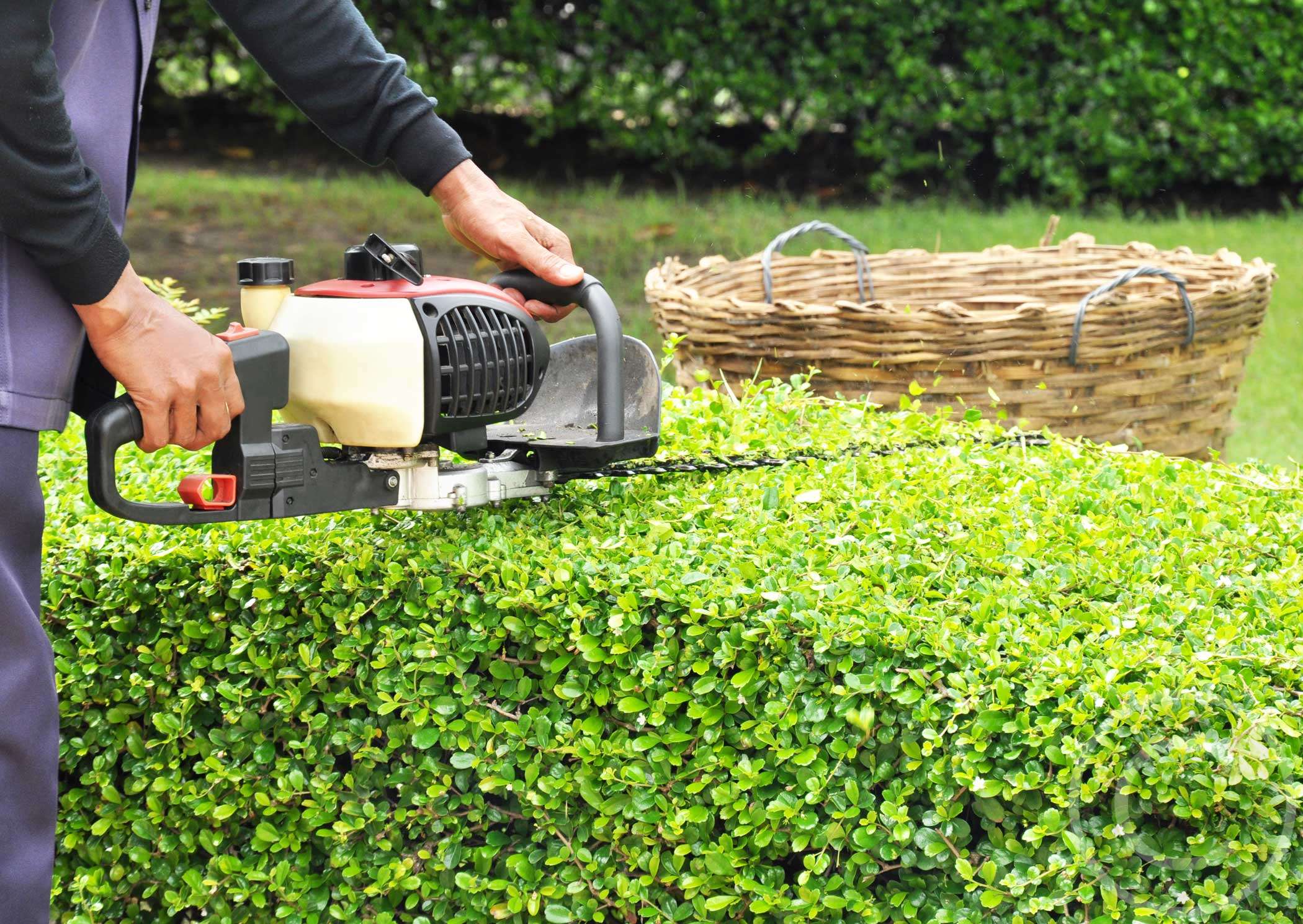 Gardening Calendar: What to do in November