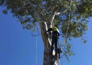 Ace's Tree & Garden Service - Expert Tree Lopping Workers on Top of Tree