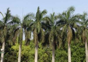 Ace's Tree & Garden Service - Palm Prunning and Maintenance
