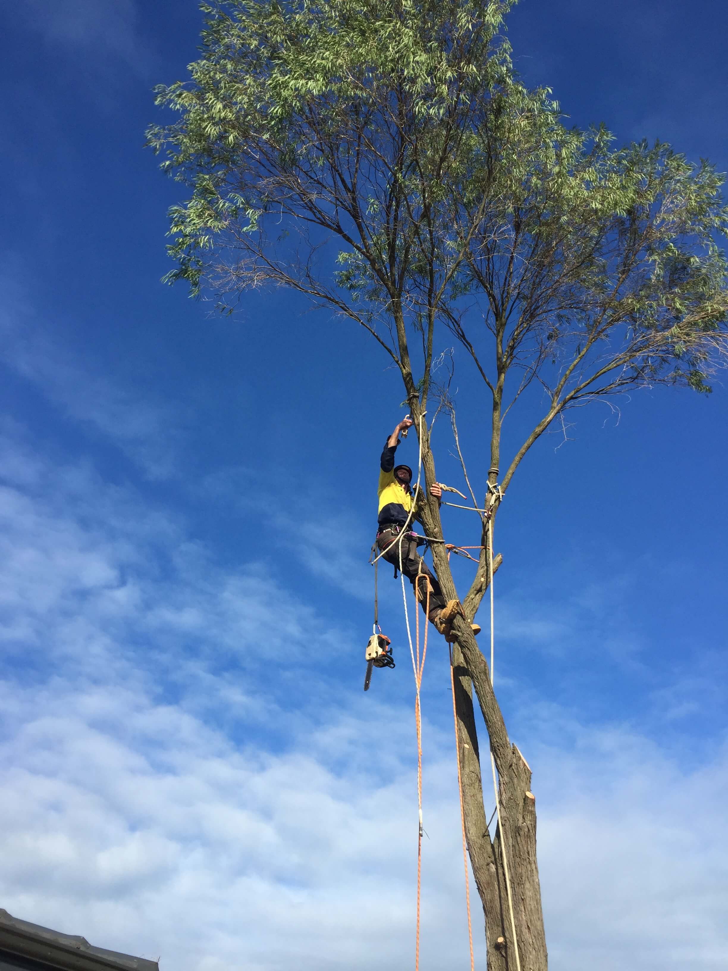 tree felling techniques australia