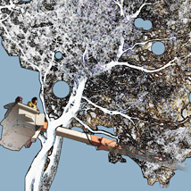 Professional Tree Removal Fremantle Ace S Tree Garden Service