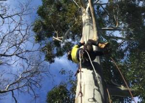 Arborist climbing a tree