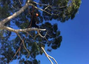 Arborist lowering cut branch from tree