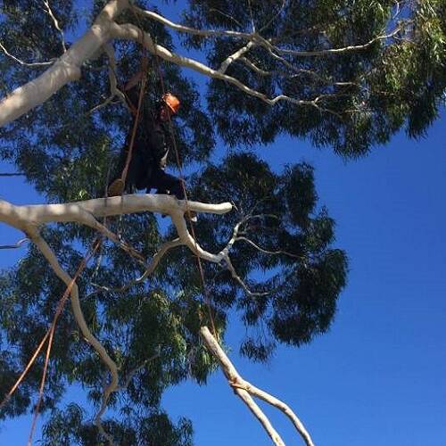 Aces-Tree-Garden-Service-Tree-Lopping-Services-700x500 Arborist lowering cut branch from tree