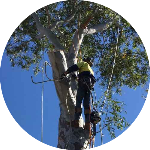 Aces-Tree-Garden-Service-Expert-Tree-Lopping-Workers-on-Top-of-Tree-modified An arborist from Ace's Tree & Garden Service prunes a tall eucalyptus tree expertly against a clear blue sky