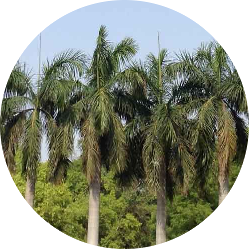 A row of healthy palm trees stands tall, showcasing the specialised tree care provided by Ace's Tree & Garden Service