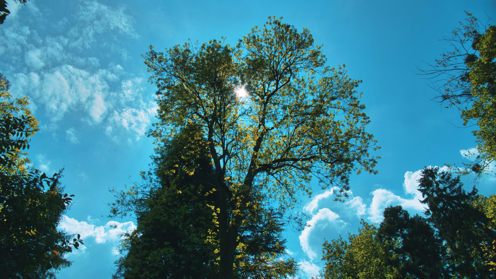 ace tree service louisville ky
