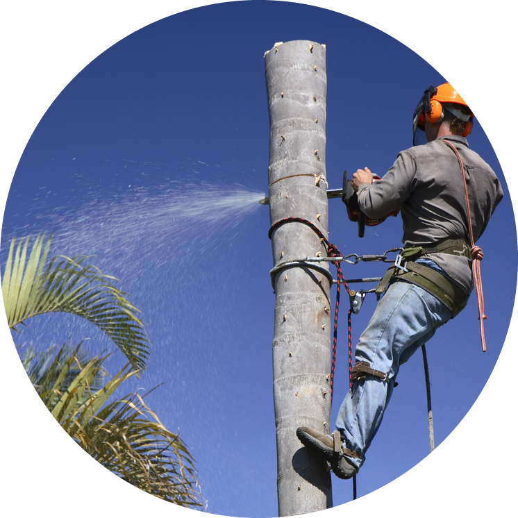 lopping (1)-modified An arborist from Ace's Tree & Garden Service safely uses a chainsaw to prune a tree