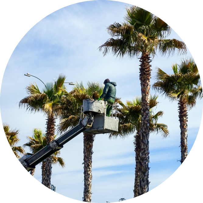An arborist from Ace's Tree & Garden Service safely works from a cherry picker, pruning the fronds of a large palm tree