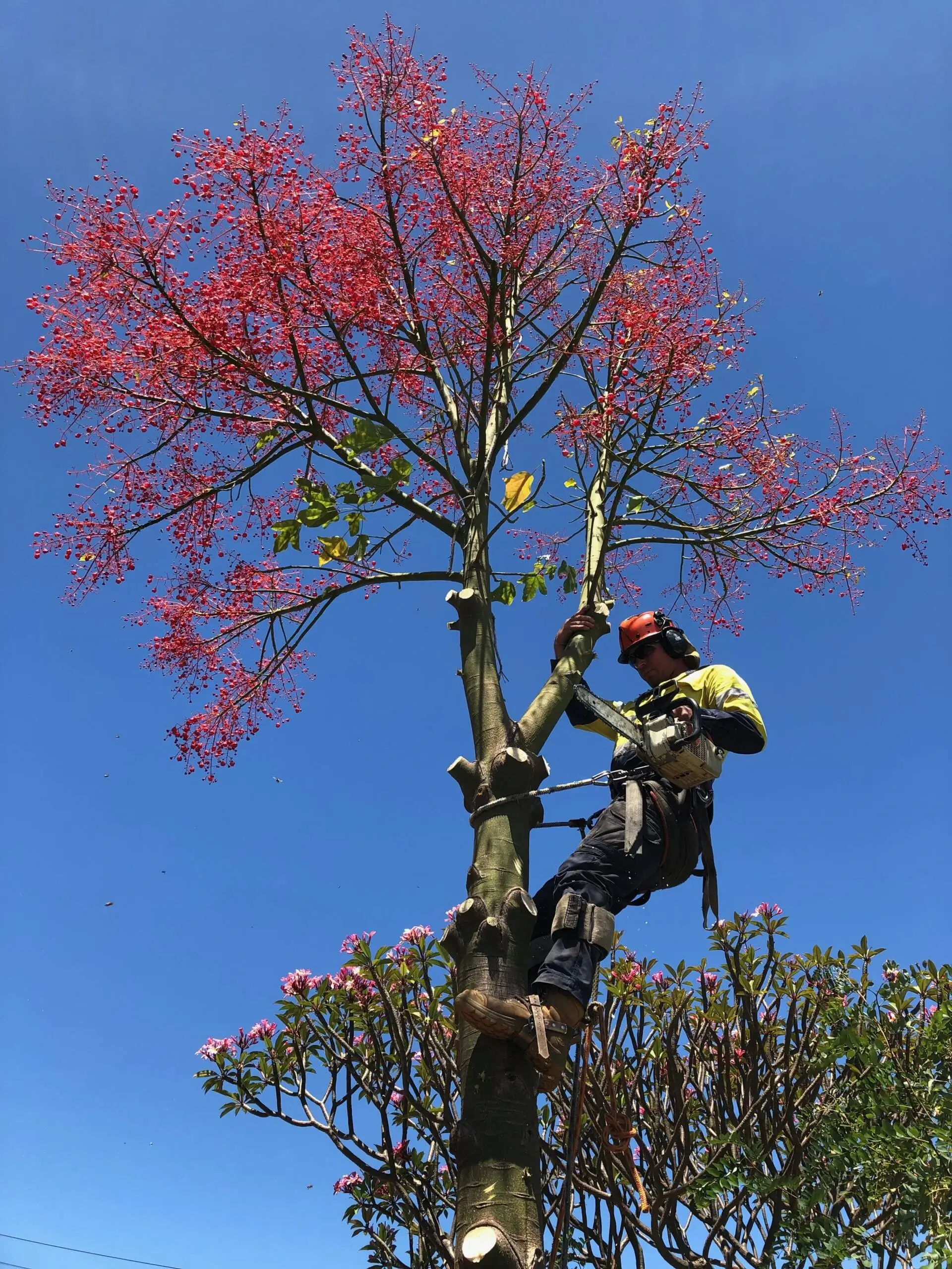 Ace’s Tree & Garden Service worker working on top of the tree to cut the branches