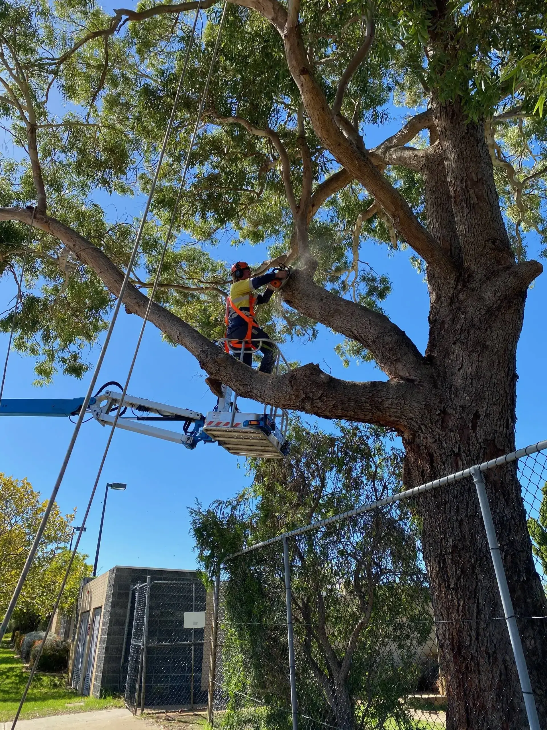 Ace’s Tree & Garden Service worker cutting the branch on top of the tall tree