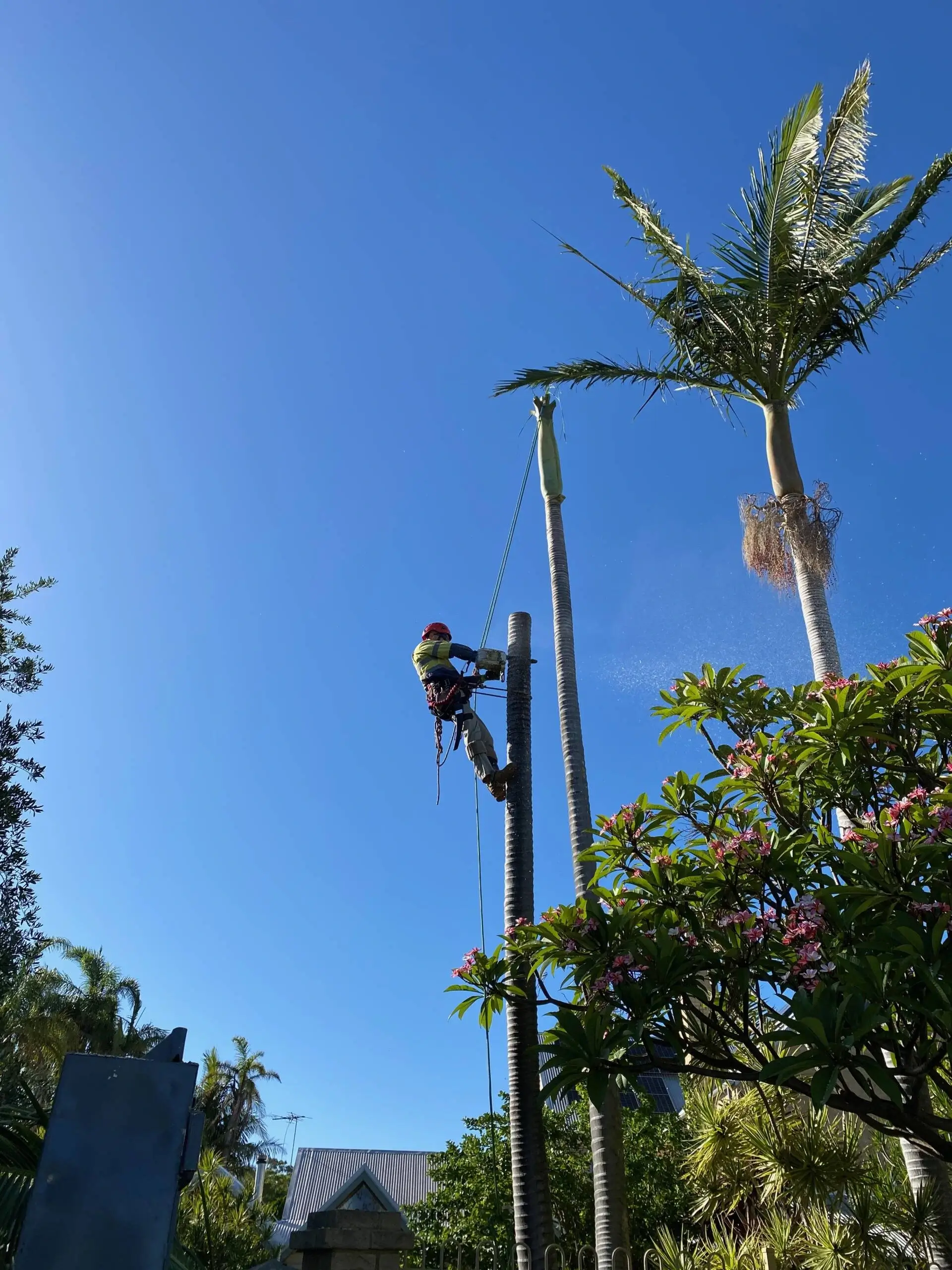 Ace’s Tree & Garden Service worker working on top of the tall tree
