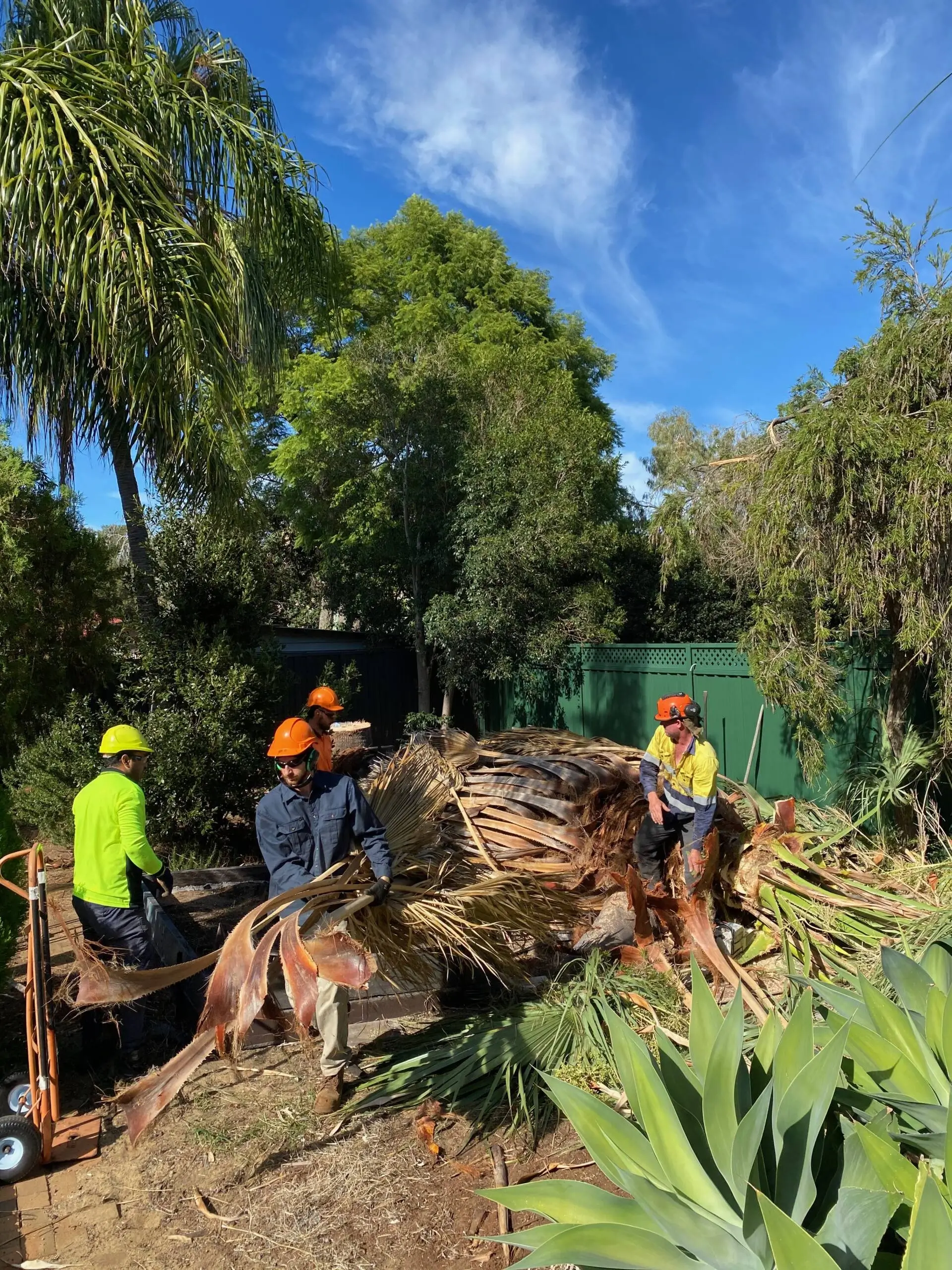 Ace’s Tree & Garden Service workers removing the tree branches