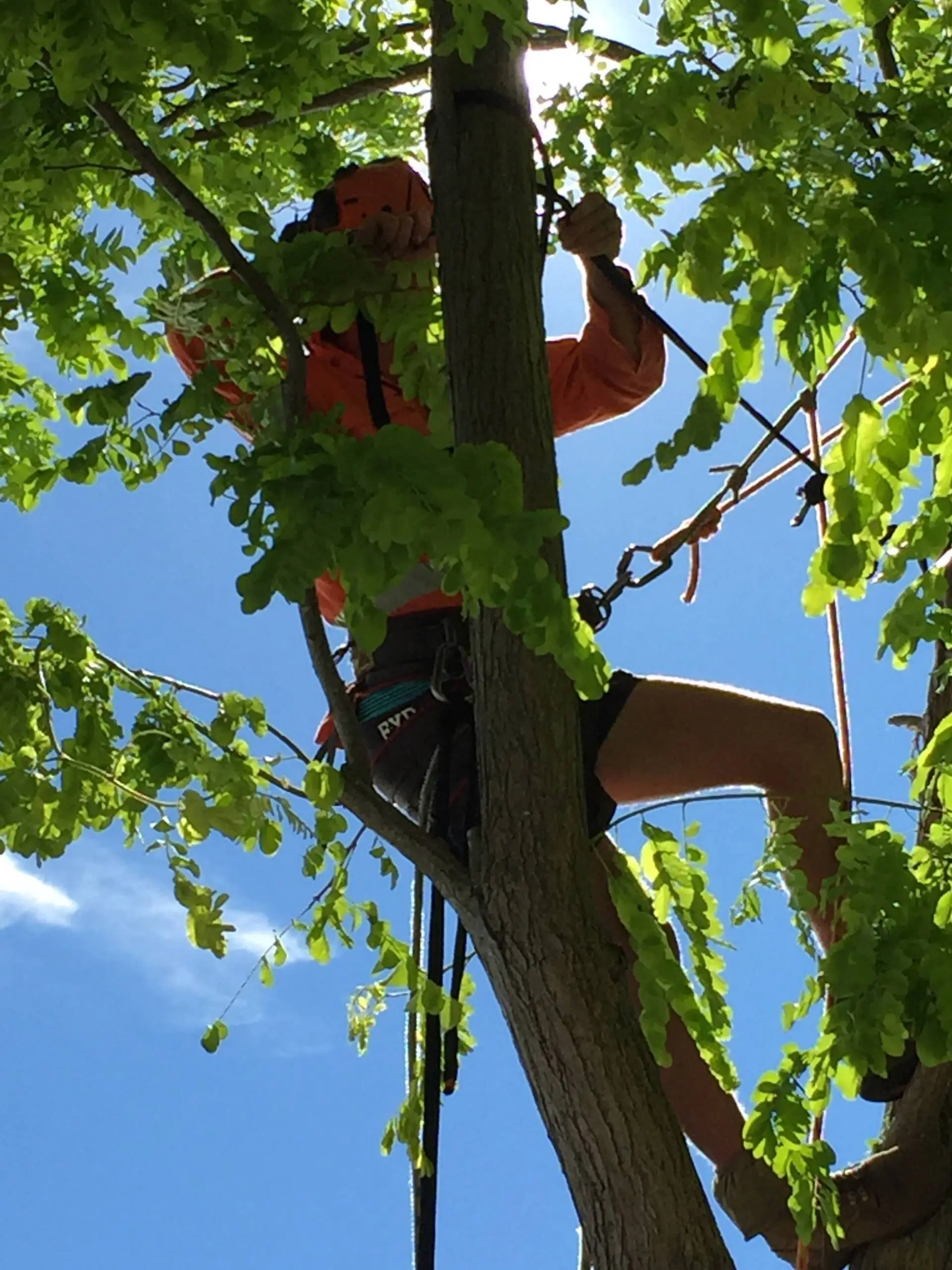 Ace’s Tree & Garden Service worker working on top of the tree to remove branches